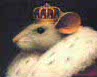 Great King Rat's Avatar